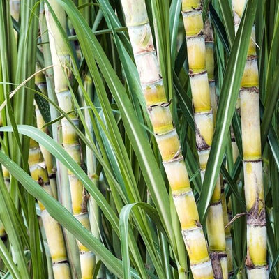 TePe Choice Regular Soft - image